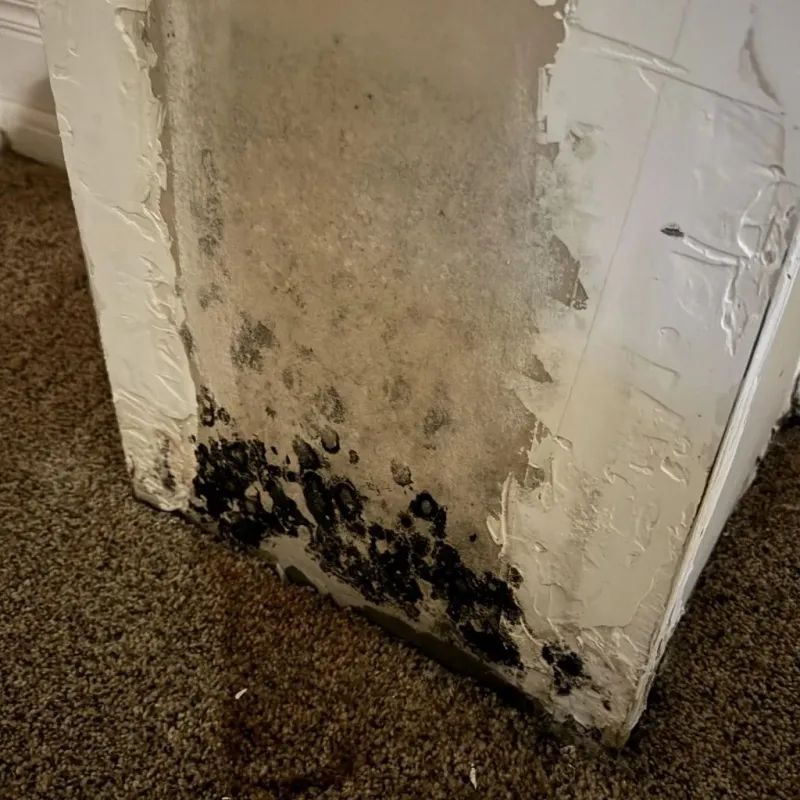 Professional Mold Removal in Perrysburg, OH